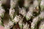 White snakeroot